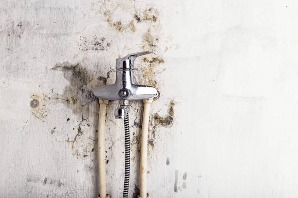Best Commercial Mold Removal  in Temple, TX