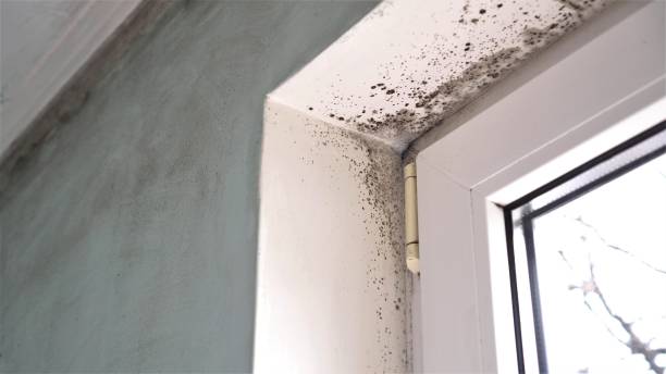 Crawl Space Mold Removal in Temple, TX