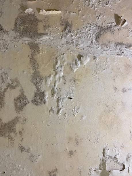 Mold Testing and Removal in Temple, TX