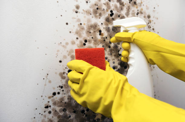 Best Certified Mold Removal  in Temple, TX