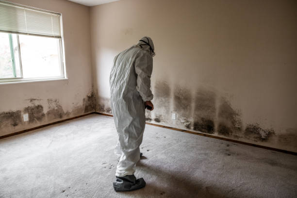 Professional Mold Removal in Temple, TX