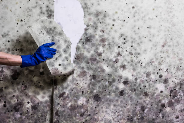 Best Attic Mold Removal  in Temple, TX