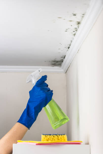 Best Residential Mold Removal  in Temple, TX