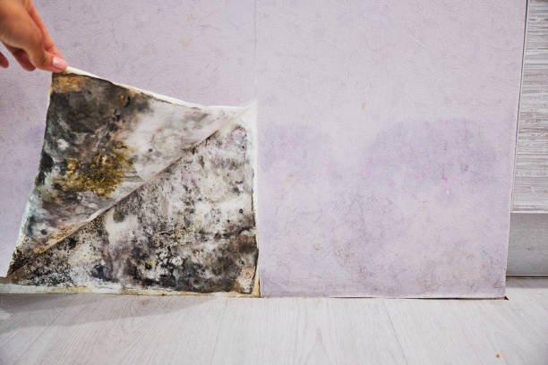 Best Home Mold Removal  in Temple, TX